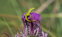 Green anole lizard (Anolis carolinensis) on top of a thistle flower where it had been licking nectar, Cedar Key, Levy County. Florida, USA April