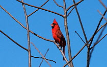 Northern cardinal (Cardinalis cardinalis) male singing over breeding territory, La Chua Trail, Paynes Prairie, Reserve, Gainsville, Florida, USA April