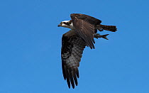 Osprey (Pandion haliaetus) male displaying by flying past with a Flathead grey mullet (Mugil cephalus) in its talons. Cedar Key, Levy County, Florida, USA April