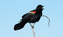 Red-winged blackbird (Agelaius phoeniceus) male singing and displaying on a post in its breeding territory,  La Chua Trail, Paynes Prairie, Gainsville, Florida, USA April