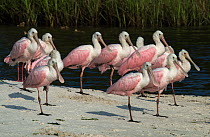 Roseate spoonbills (Platalea ajaja) flock gathering on a sand bar, Cedar Key, Levy County, Florida, USA, April