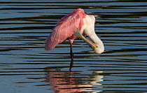 Roseate spoonbill (Platalea ajaja) preening wing feathers, whilst standing at the waters edge. Cedar Key, Levy County, Florida, USA, April
