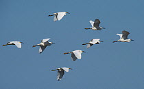 Snowy egrets (Egretta thula) flock in flight. Cedar Key, Levy County, Florida, USA, April