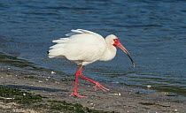 White ibis (Eudocimus albus) walking towards the tideline, Cedar Key, Levy County, Florida, USA April