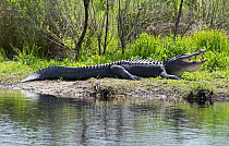 American alligator (Alligator mississippiensis) basking on the side of a lagoon whilst issuing mating call, La Chua Trail, Paynes Prairie Reserve, Gainsville, Florida, USA, April