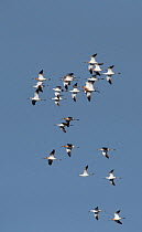 American avocets (Recurvirostra americana) flock in flight. Cedar Key, Levy County, Florida, USA, April