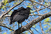 American black vulture (Coragyps atratus) perched in a tree, Lower Suwannee, Levy County, Florida, USA, April