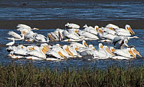 American white pelicans (Pelecanus erythrorhynchos) large flock group feeding by encircling fish trapped by the falling tide, Cedar Key, Levy County, Florida, USA, April