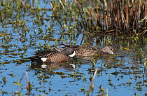Blue-winged teal (Anas discors) male escorting female while feeding, La Chua Trail, Payne Priarie Reseve, Gainsville, Florida, USA, April
