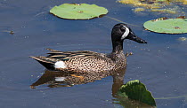Blue-winged teal (Anas discors) male on water, La Chua Trail, Payne Priarie Reseve, Gainsville, Florida, USA, April