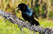Male Boat-tailed grackle (Quiscalus major) perched on an old rope howser and singing, Cedar Key, Levy County, Florida, USA, April
