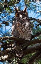 Great horned owl (Bubo virginianus) roosting in a pine tree, Cedar Key, Levy County, Florida, USA April