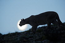 Mountain lion (Puma concolor) silhouetted, Torres del Paine. Patagonia, Puerto Natales, Chile.