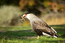 Southern crested caracara (Caracara plancus) with nesting material, Chile.