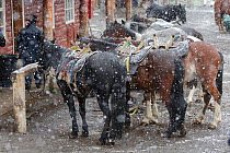 Horses tethered in snow, Torres del Paine, Patagonia,  Puerto Natales, Chile. April.