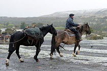 Patagonian Gaucho rider leading another horse, Torres del Paine. Patagonia,  Puerto Natales, Chile, April.