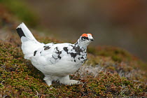 Ptarmigan (lagopus mutus) male, Gamvik, Finnmark, Norway, May.