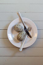 Traditional dish of Seagull (Larus) eggs, Gamvik, Finnmark. Norway, May.