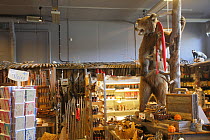 Brown bear (Ursus arctos) stuffed in gift shop, Kuusamo. Finland. May 2016.
