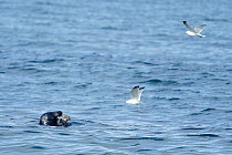 Harbor seal (Phoca vitulina) and Seagulls (Larus) Sletness,  Finnmark, Norway, May.