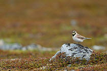 Horned lark (Eremophila alpestris) Sletness, Finnmark, Norway. May.