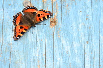 Small tortoiseshell butterfly (Aglais urticae) resting on old painted door. Dorset, UK, August