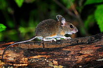 Juvenile Wood mouse (Apodemus sylvaticus) on branch, Dorset, UK, September