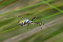 Female Wasp Spider (Argiope bruennichi), Morden Bog, Dorset, UK, August.