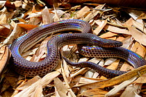 Sunbeam snake (Xenopeltis unicolor) captive, occurs in South East Asia.