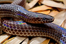 Sunbeam snake (Xenopeltis unicolor) captive, occurs in South East Asia.