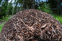 Wood ant nest (Formica rufa) constructed from pine needles and other debris from the forest floor. Nordtirol, Austrian Alps, Austria, July.