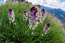 Cluster of Burnt tip Orchids (Neotinea ustulata) in a Alpine meadow. Tyrol, Austria.