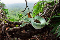 Wagler's pit viper (Tropidolaemus wagleri) basking in mist-shrouded forest under storey. Danum Valley, Sabah, Borneo.