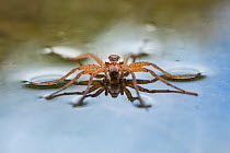 Raft spider (Dolomedes fimbriatus) resting on water's surface. Nordtirol, Tirol, Austian Alps, Austria. July.