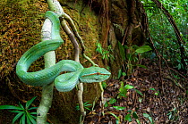 Wagler's pit viper (Tropidolaemus wagleri) in riverine forest understory. Kinabatangan River, Sabah, Borneo.