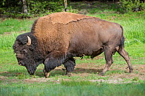 American bison (Bison bison) male Lamar Valley. Yellowstone National Park, Wyoming, USA. June