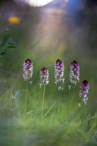 Cluster of Burnt or Burnt-tip Orchids (Neotinea ustulata) in a Alpine meadow. Tyrol, Austria.