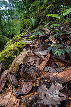 Montane horned frog (Megophrys kobayashii) in the leaf litter. Slopes of Mt Kinabalu, Sabah, Borneo,