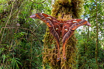 Hercules moth (Coscinocera hercules) recently emerged in montane rinforest. Ambua Lodge, Tari, Hela Province, Papua New Guinea. June