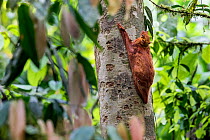 Sunda flying lemur (Cynocephalus variegatus) red colour morph, in daytime resting posture. Danum Valley, Sabah, Borneo.