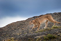 Patagonian puma (Puma concolor patagonica) female walking over open moorland. Torres del Paine National Park, Chilean Patagonia, Chile. March