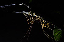 Long-legged centipede (Scutigera sp.) in rainforest at night. Danum Valley, Sabah, Borneo.
