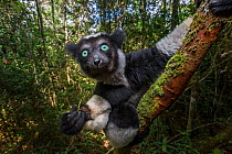 Indri (Indri indri) feeding on fresh leaves / shoots in the rainforest canopy. Andasibe-Mantadia National Park, eastern Madagascar.