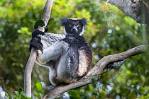 Indri (Indri indri) resting in forest canopy. Mantadia National Park, Madagascar. Endangered.