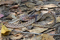 Colubrid snake (Madagascariophis sp.) endemic to Madagascar eating a small Warty chameleon (Furcifer verrucosus). Transition forest area, Andohahela National Park, southern Madagascar.