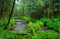 Mixed coniferous forest with Red cedar (Thuja plicata), Sitka spruce (Picea sitchensis), Western hemlock (Tsuga heterophylla) Great Bear Rainforest, British Columbia, Canada. September 2007.