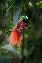 Raggiana bird of paradise (Paradisaea raggiana) in forest canopy. Varirata National Park, Papua New Guinea. June