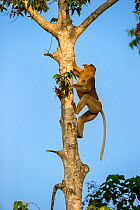 Proboscis monkey (Nasalis larvatus) climbing riverside tree. Kinabatangan River, Sabah, Borneo.