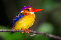 Rufous-backed kingfisher (Ceyx erithaca motleyi) roosting on branch in rainforest under-story. Kinabatangan River, Sabah, Borneo. September.