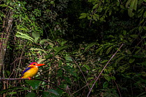 Rufous-backed kingfisher (Ceyx erithaca motleyi) roosting on branch in rainforest understory. Kinabatangan River, Sabah, Borneo. September.